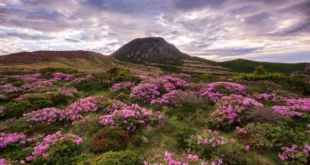 Spring in Hallasan Mountain in Corea